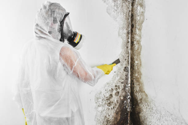 Best Local Mold Removal Service  in White City, UT