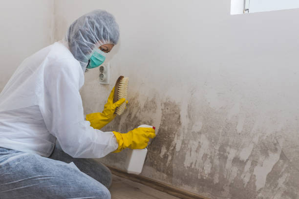 Best Toxic Mold Removal  in White City, UT