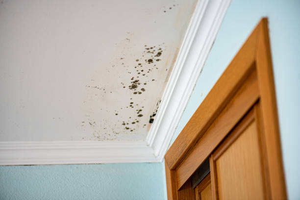 Best Affordable Mold Removal  in White City, UT