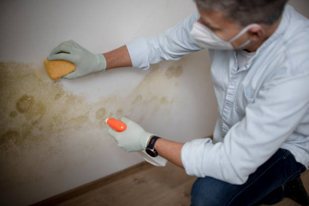 Best Mold Removal Specialists  in White City, UT