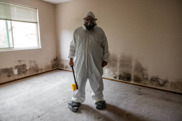 Best Mold Damage Repair  in White City, UT