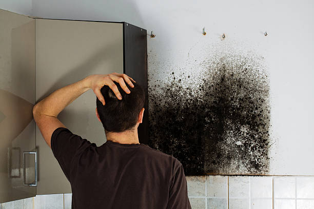 Best Mold Remediation Experts  in White City, UT