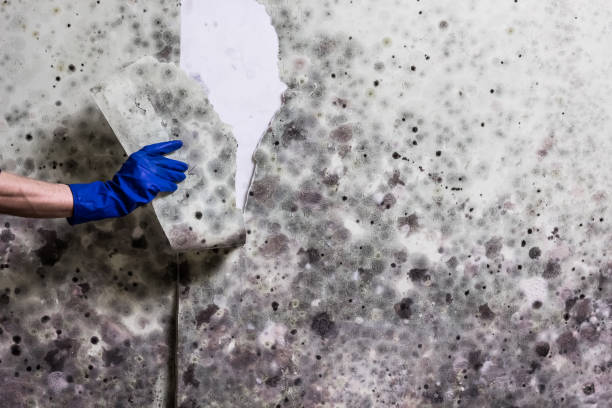 Best Mold Remediation  in White City, UT