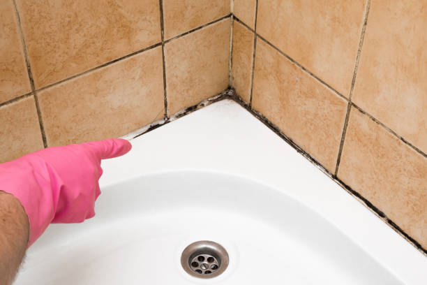 Best Local Mold Removal Service  in White City, UT