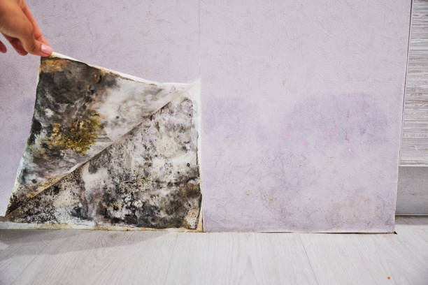 Best Commercial Mold Removal  in White City, UT